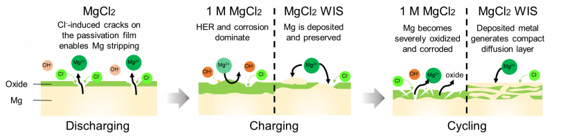 Schematic structure of the aqueous Mg battery developed by the research team